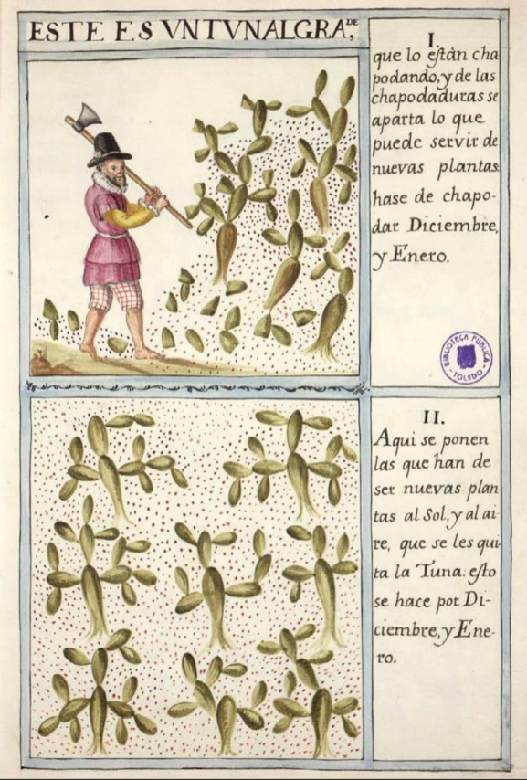 Anónimo. Cultivo de la cochinilla en el Perú. Biblioteca Virtual del Patrimonio Bibliográfico. España.